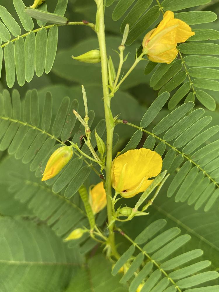 Photo of Partridge Pea (Chamaecrista fasciculata) uploaded by csandt