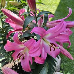 Location: Lithuania
Date: 2022.08.01
Lily Tabledance starting to flower. Very high sweet fragrance!