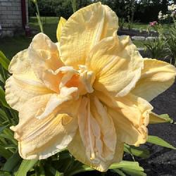 Location: Lithuania
Date: 2022.08.01
Photo of Fanilla Fluff daylily bloom. Picture taken at noon in my