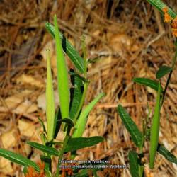 Location: Aberdeen, NC Pages Lake park
Date: August 1, 2022
Butterfly weed #203. RAB page 851, 157-1-4. LHB page 815, 170-1-1