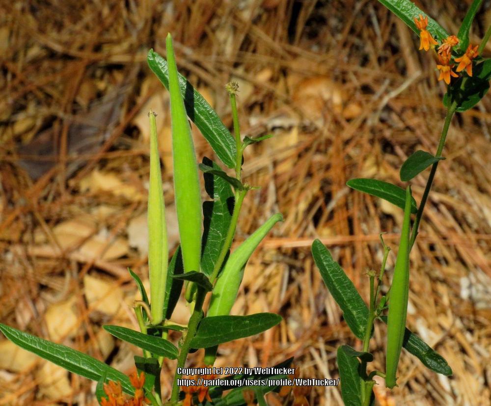 Photo of Butterfly Milkweed (Asclepias tuberosa) uploaded by WebTucker