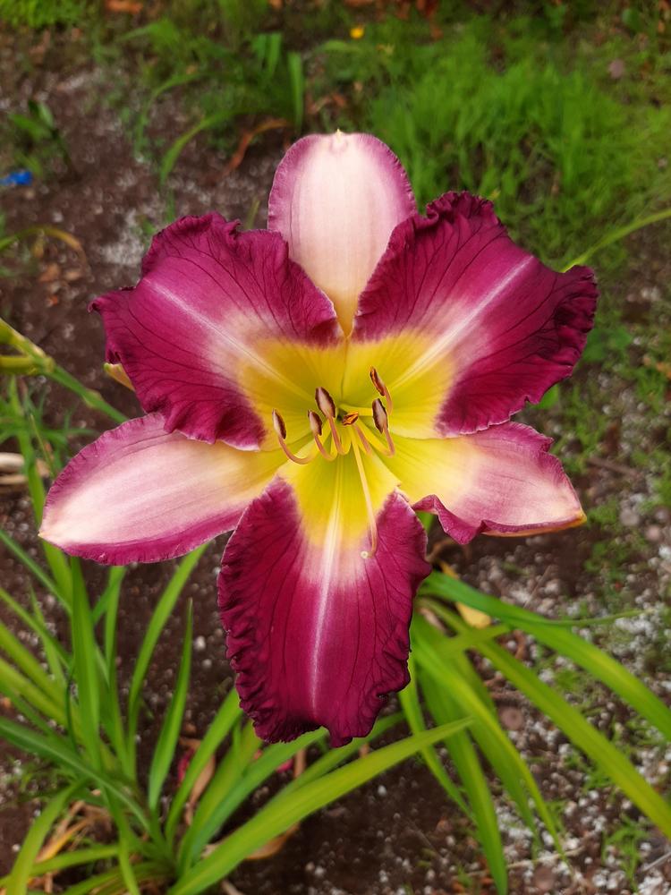 Photo of Daylily (Hemerocallis 'Dream Sequence') uploaded by pixie62560