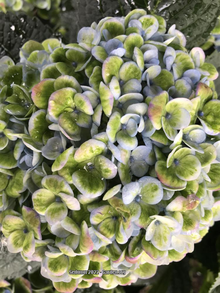 Photo of Bigleaf Hydrangea (Hydrangea macrophylla) uploaded by sedumzz