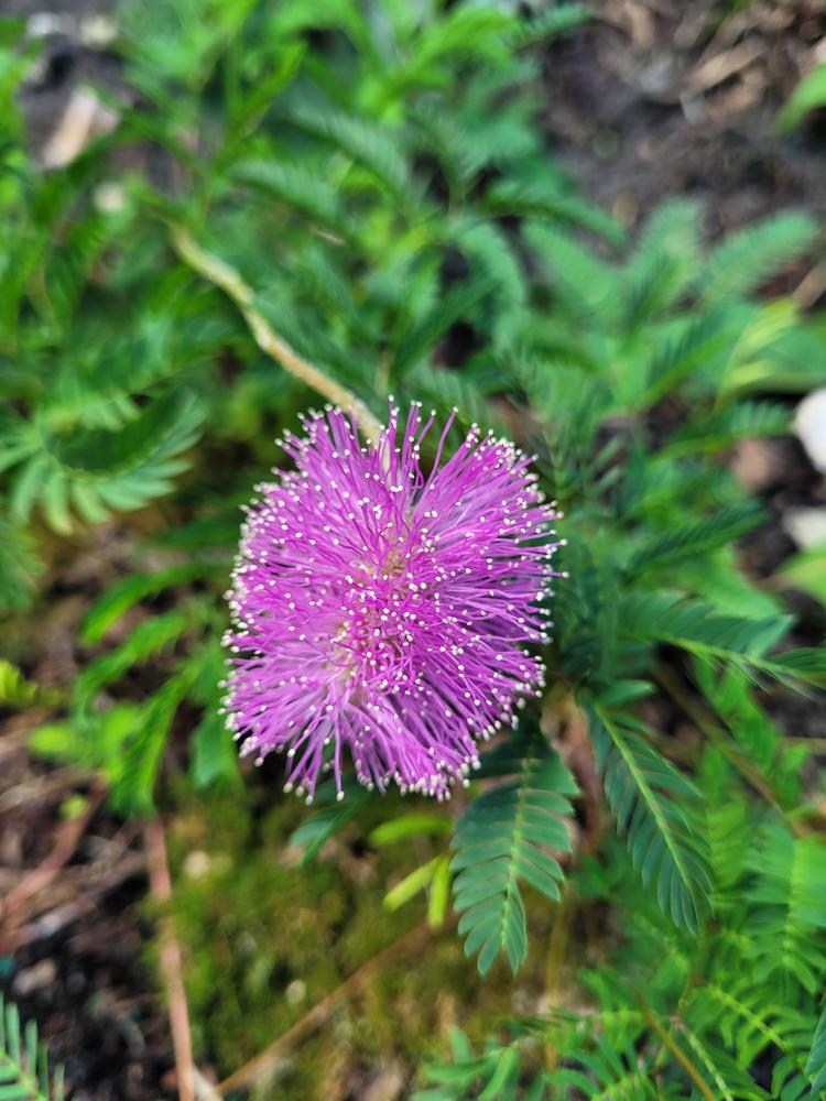 Photo of Powderpuff (Mimosa strigillosa) uploaded by MySecretIslandGarden
