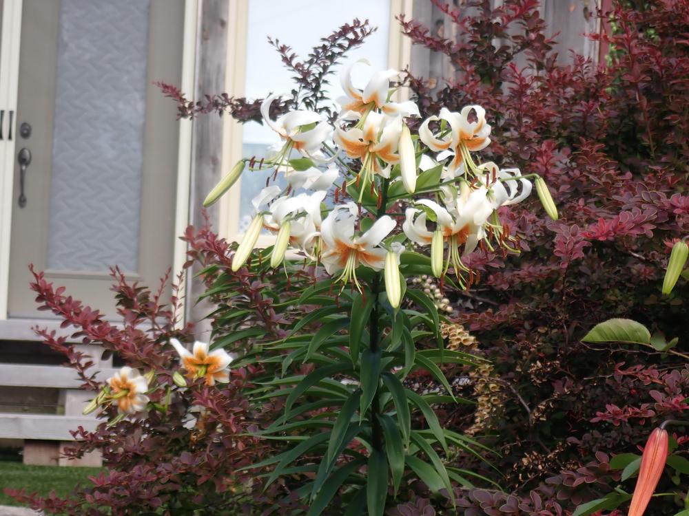Photo of Lily (Lilium 'Lady Alice') uploaded by Vals_Garden