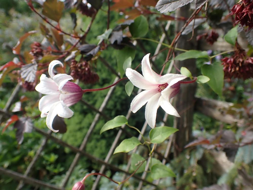 Photo of Clematis (Clematis texensis Princess Kate™) uploaded by Vals_Garden
