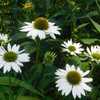 Dwarf Coneflower (Echinacea Kismet® White)