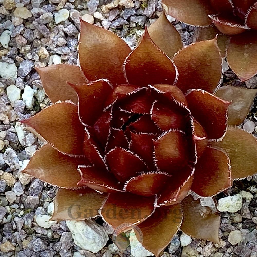 Photo of Hen and Chicks (Sempervivum 'Aalrika') uploaded by springcolor
