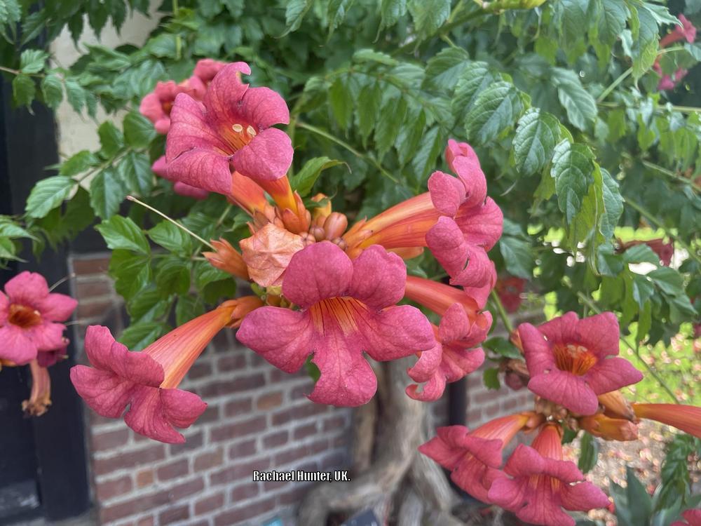 Photo of Trumpet Vine (Campsis radicans) uploaded by RachaelHunter