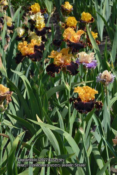Photo of Tall Bearded Iris (Iris 'Spectacle') uploaded by Serjio
