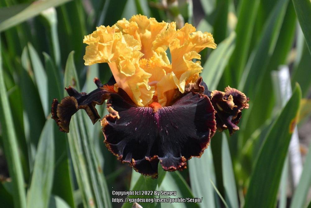 Photo of Tall Bearded Iris (Iris 'Spectacle') uploaded by Serjio