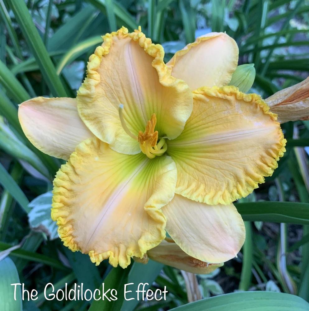 Photo of Daylily (Hemerocallis 'The Goldilocks Effect') uploaded by tinahartman64