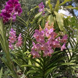 Location: My garden in Tampa, Florida
Date: 2022-08-05
My quarter terete Vanda by Motes Orchids in full blooms!