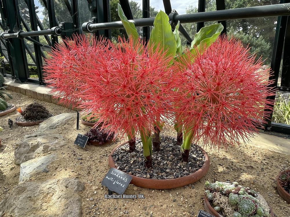 Photo of African Blood Lily (Scadoxus multiflorus) uploaded by RachaelHunter