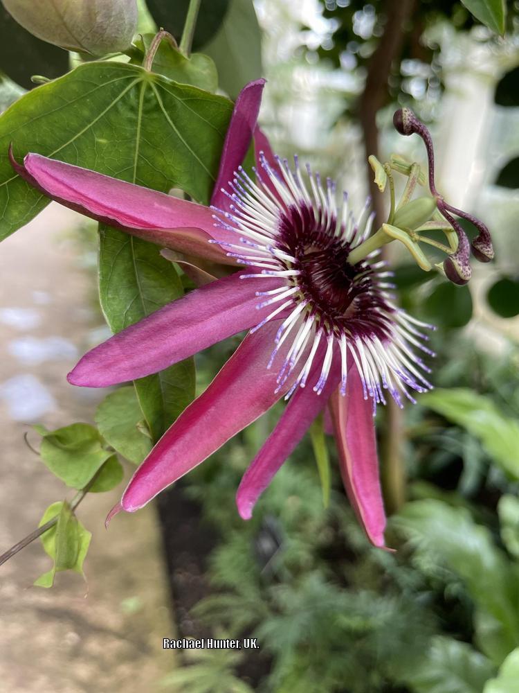 Photo of Amethyst Passion Flower (Passiflora 'Lavender Lady') uploaded by RachaelHunter