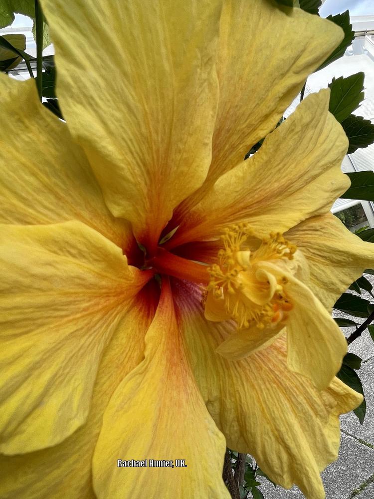 Photo of Tropical Hibiscuses (Hibiscus rosa-sinensis) uploaded by RachaelHunter