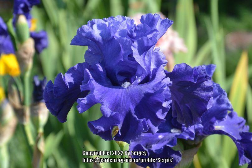 Photo of Tall Bearded Iris (Iris 'Adriatic Waves') uploaded by Serjio