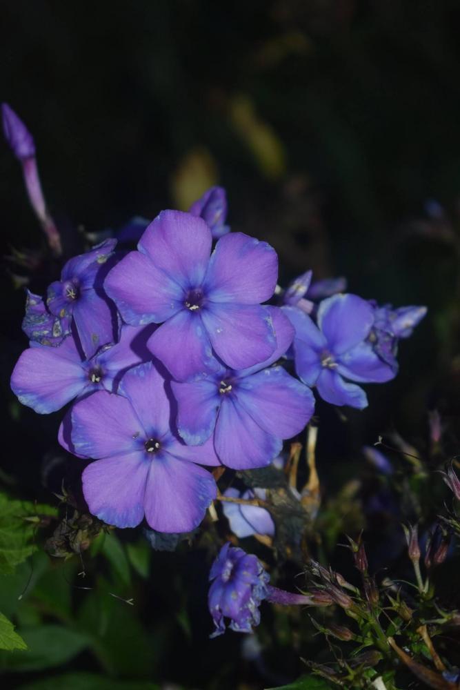 Photo of Garden Phlox (Phlox paniculata 'Blue Paradise') uploaded by pixie62560