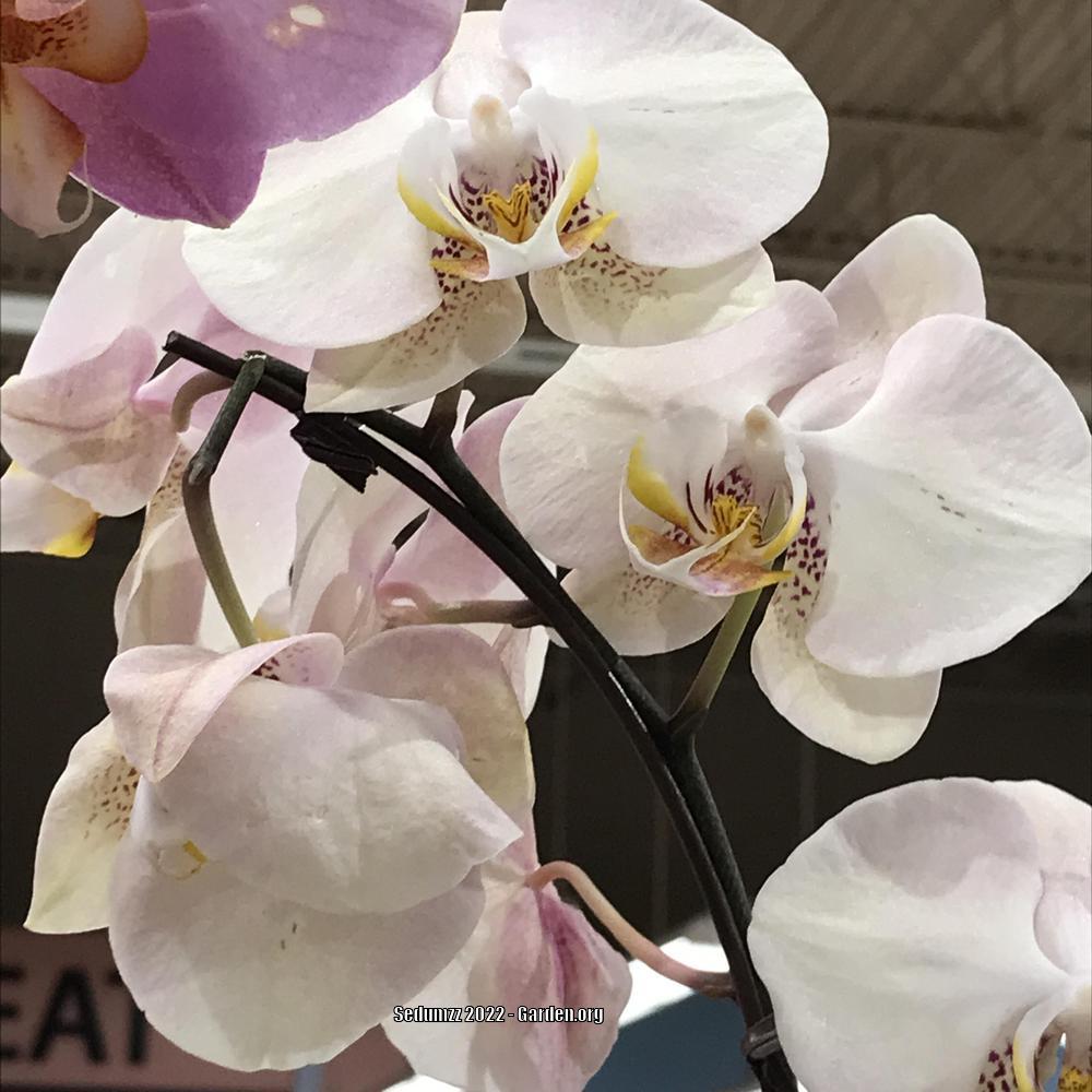 Photo of Moth Orchid (Phalaenopsis) uploaded by sedumzz
