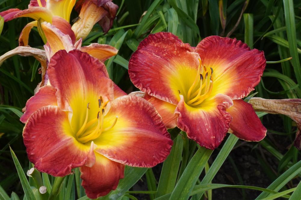 Photo of Daylily (Hemerocallis 'Forever Redeemed') uploaded by D3LL