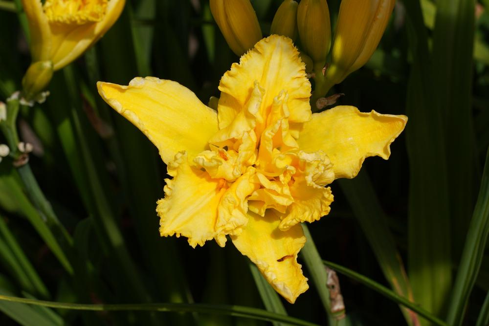 Photo of Daylily (Hemerocallis 'Extra Effort') uploaded by D3LL