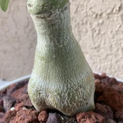 Location: My garden in Tampa, Florida
Date: 2022-08-06
Caudex of my grafted desert rose. Good graft with less visible sc
