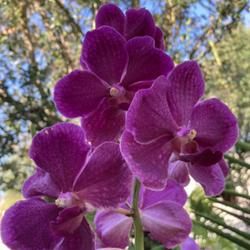 Location: My garden in Tampa, Florida
Date: 2022-08-06
My quarter terete Vanda, fragrant from Motes.
