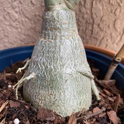 Location: My garden in Tampa, Florida
Date: 2022-08-06
Grafted to a beautiful caudex, almost perfect graft with less vis