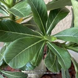 Location: My garden in Tampa, Florida
Date: 2022-08-06
Leaves are lighter green with visible veins.