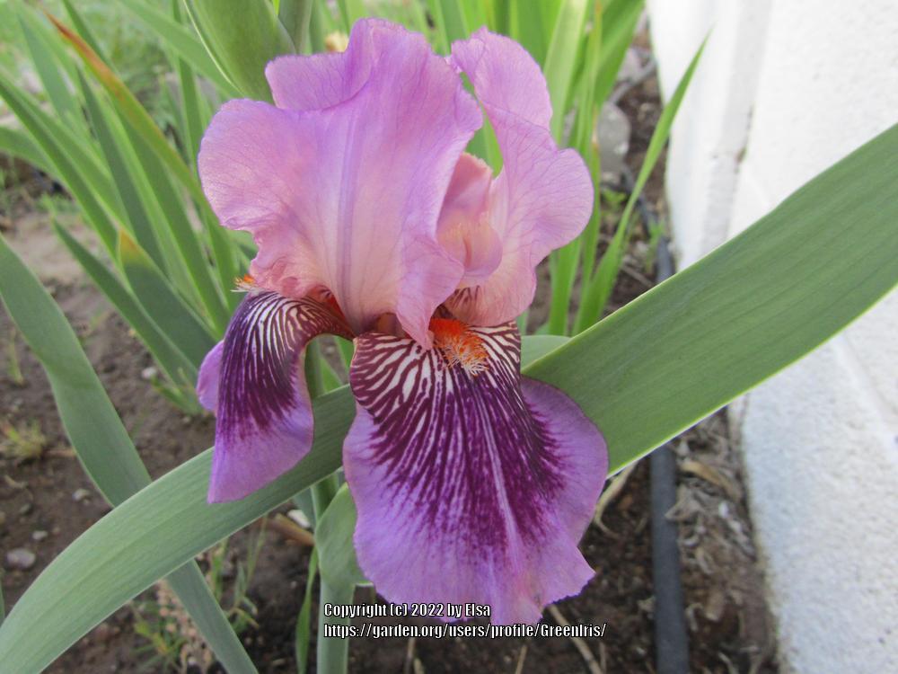 Photo of Tall Bearded Iris (Iris 'Plum Pretty Whiskers') uploaded by GreenIris