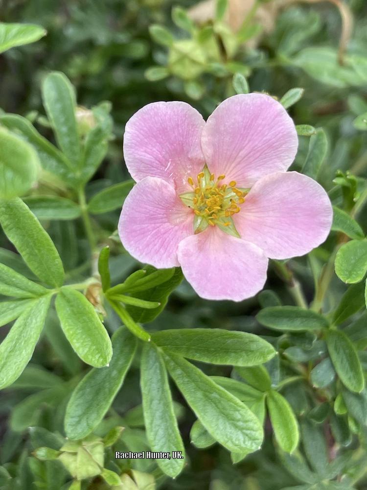 Photo of Cinquefoil (Dasiphora fruticosa 'Pink Beauty') uploaded by RachaelHunter