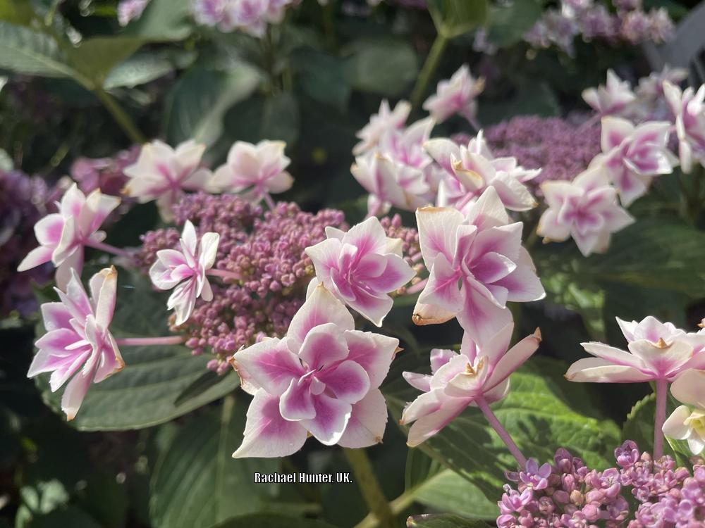 Photo of Hydrangea (Hydrangea macrophylla Double Delights™ Stargazer) uploaded by RachaelHunter
