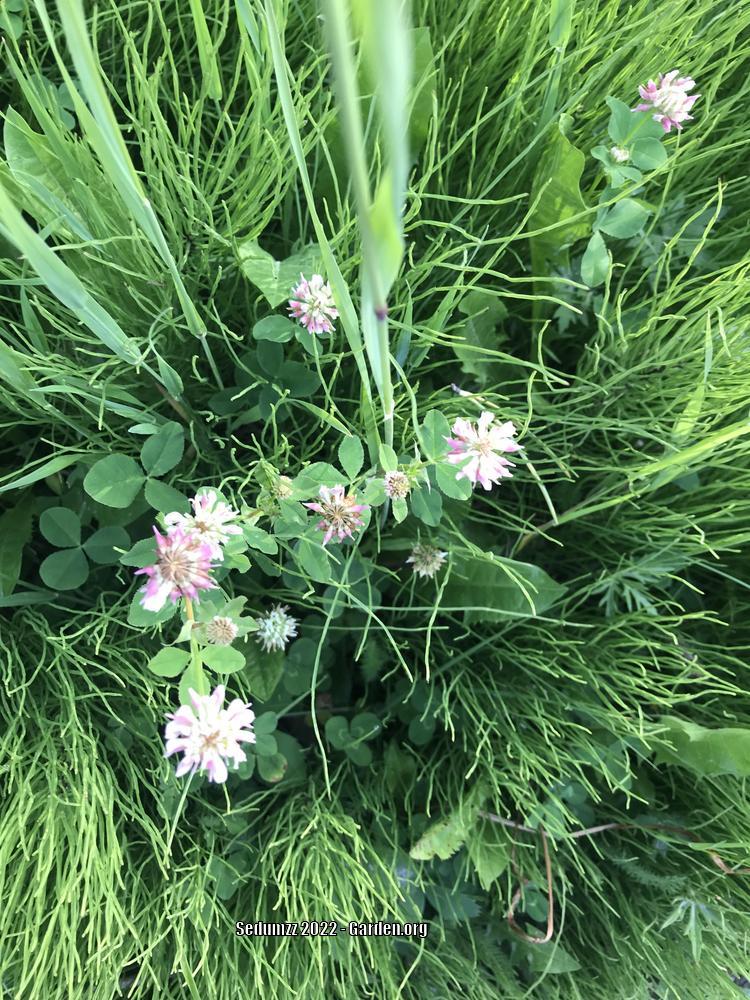 Photo of Alsike Clover (Trifolium hybridum) uploaded by sedumzz