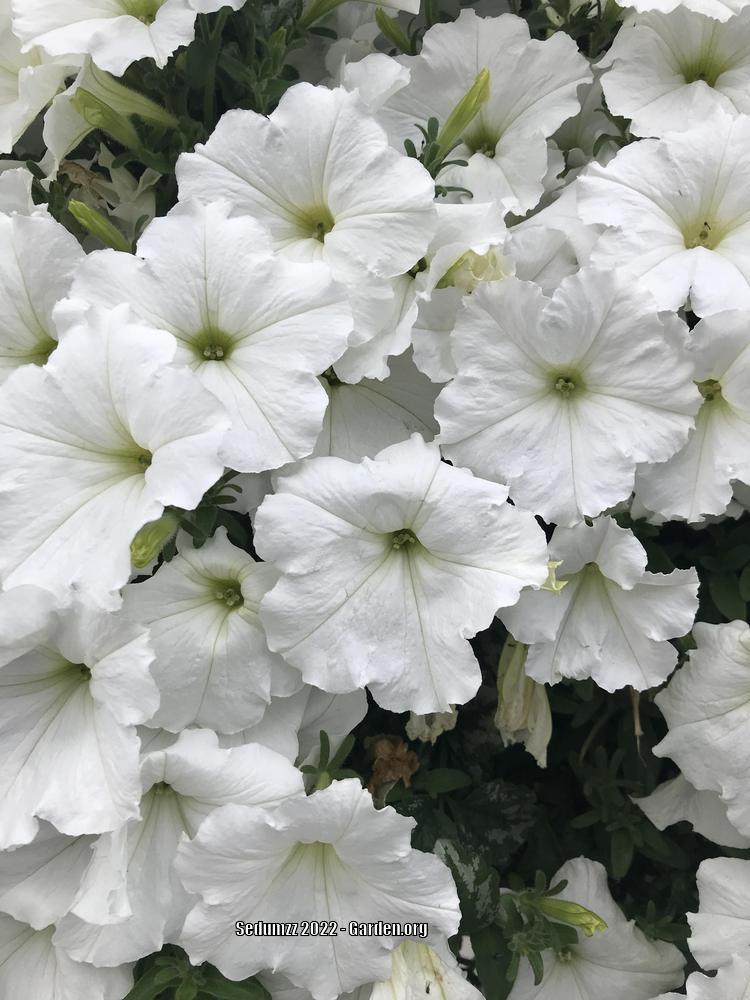 Photo of Multiflora Spreading/Trailing Petunia (Petunia Easy Wave® White) uploaded by sedumzz
