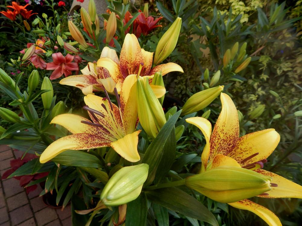 Photo of Lily (Lilium 'Golden Stone') uploaded by zdena