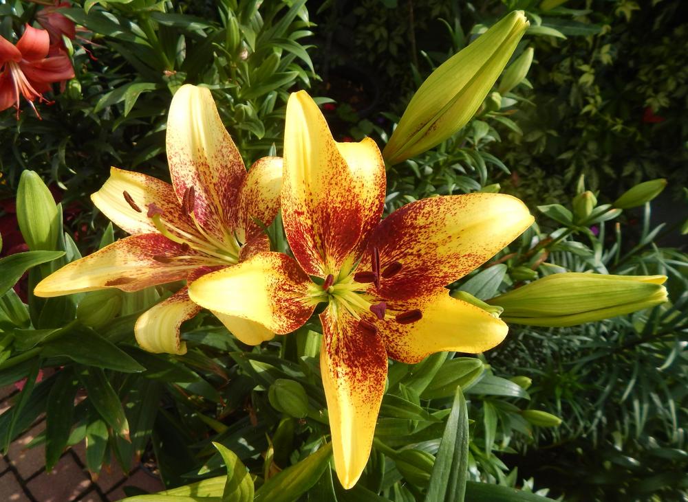 Photo of Lily (Lilium 'Golden Stone') uploaded by zdena