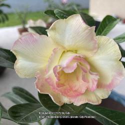 Location: My garden in Tampa, Florida
Date: 2021-09-09
My grafted desert rose ‘Premsup Yellow’.
