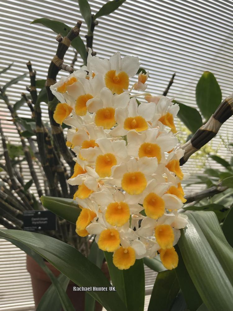 Photo of Orchid (Dendrobium thyrsiflorum) uploaded by RachaelHunter