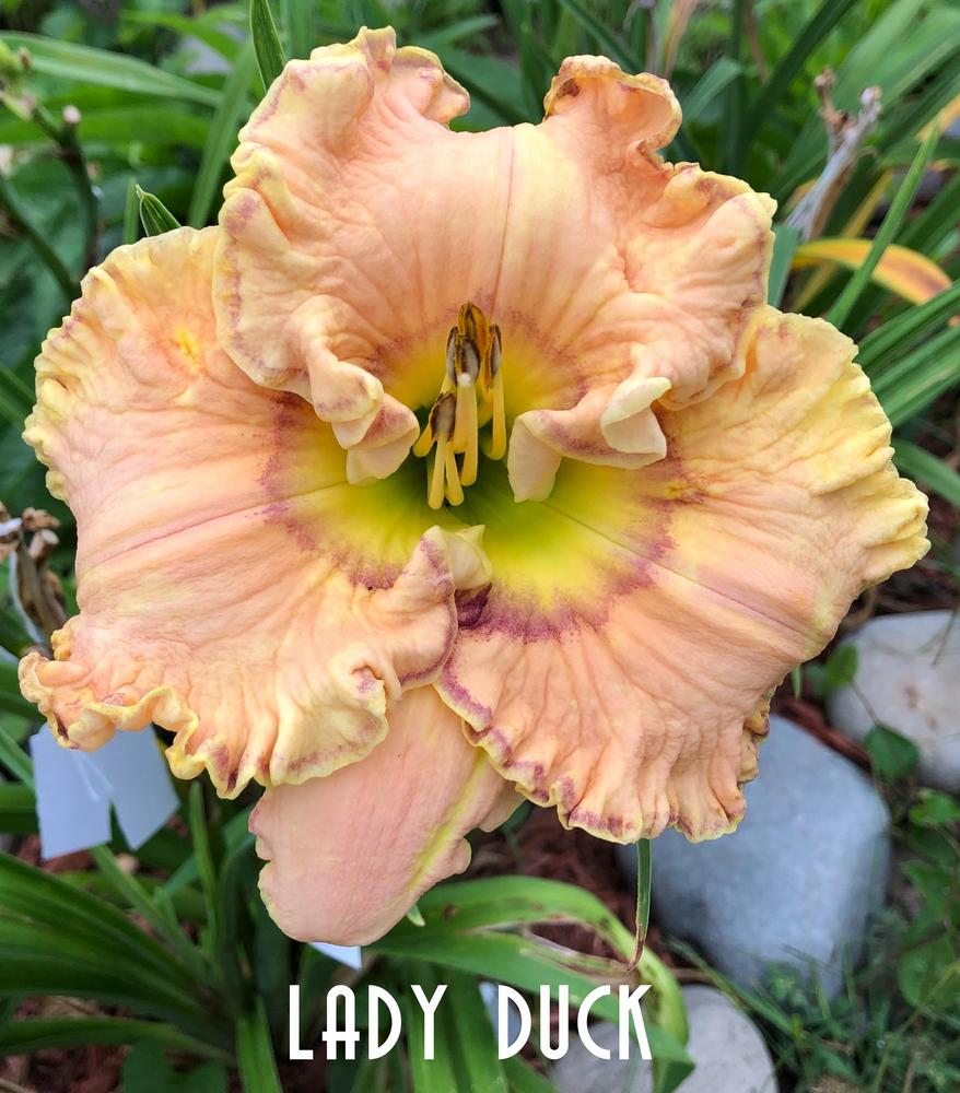 Photo of Daylily (Hemerocallis 'Lady Duck') uploaded by gsdmoonshadow