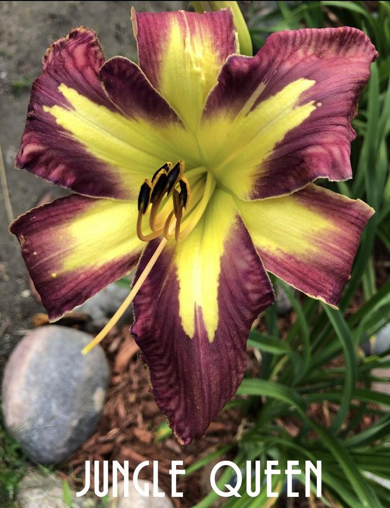Photo of Daylily (Hemerocallis 'Jungle Queen') uploaded by gsdmoonshadow