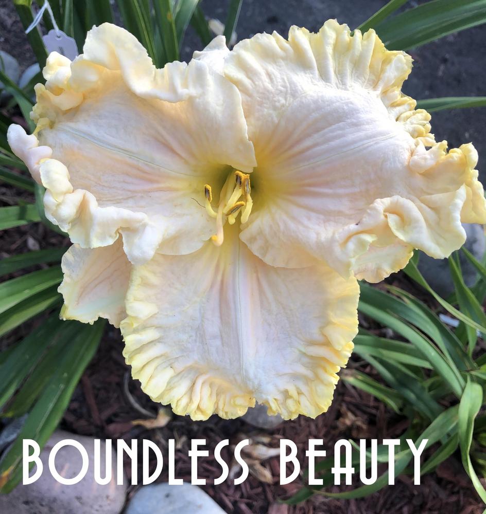 Photo of Daylily (Hemerocallis 'Boundless Beauty') uploaded by gsdmoonshadow