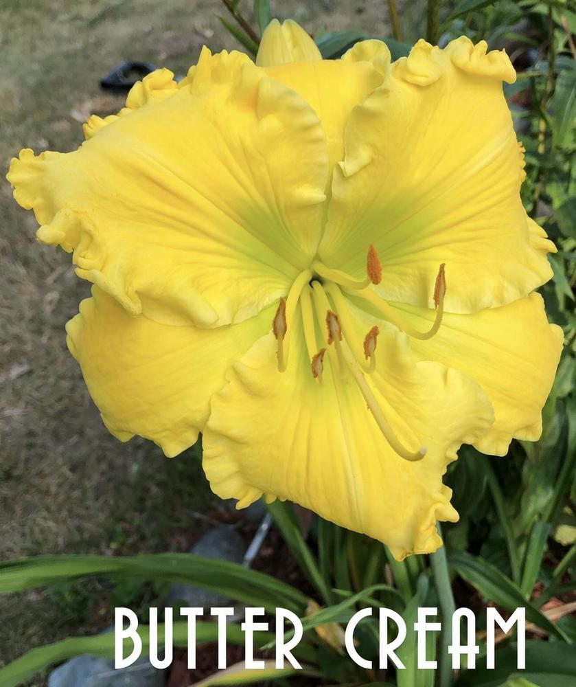 Photo of Daylily (Hemerocallis 'Butter Cream') uploaded by gsdmoonshadow