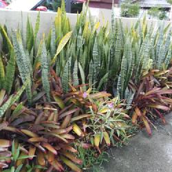 Location: St. Augustine, FL
Date: 2021-05-30
SANSEVIERIA TRIFASCIATA Spotted in sunny St. Augustine, FL, with 