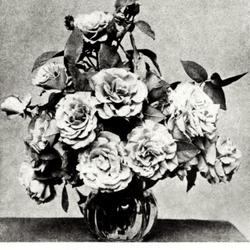
Date: c. 1918
photo from 'The Garden', 1918