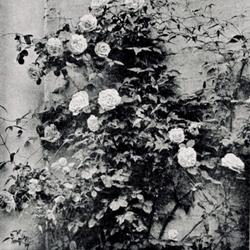 
Date: c. 1910
photo from 'The Garden', 1910
