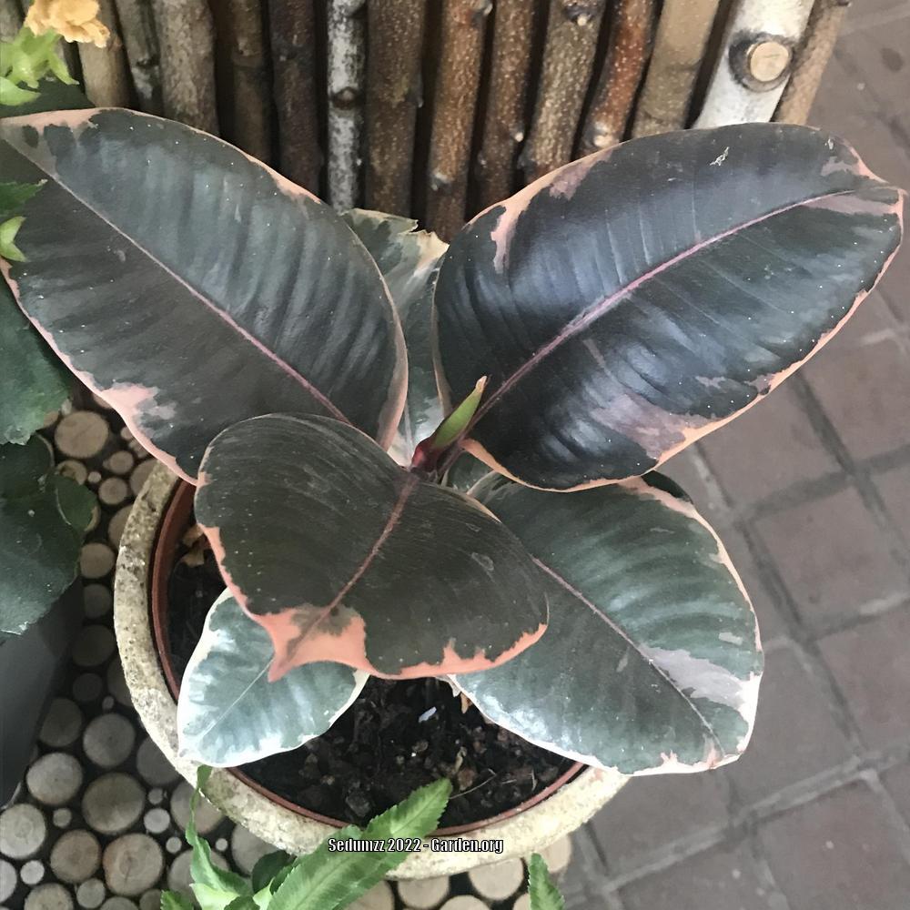Photo of Variegated Rubber Tree (Ficus elastica 'Ruby') uploaded by sedumzz