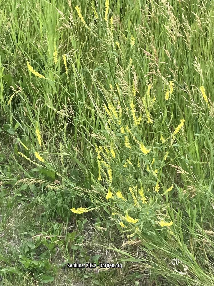 Photo of Yellow Sweetclover (Melilotus officinalis) uploaded by sedumzz