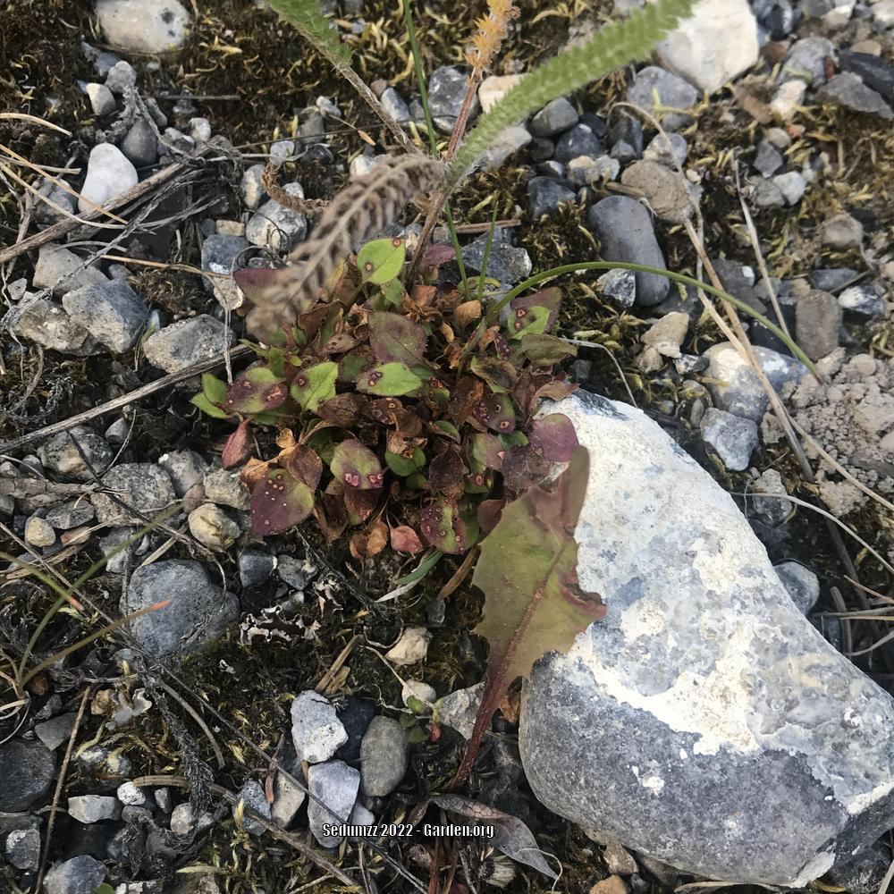 Photo of Scottish Harebell (Campanula rotundifolia) uploaded by sedumzz