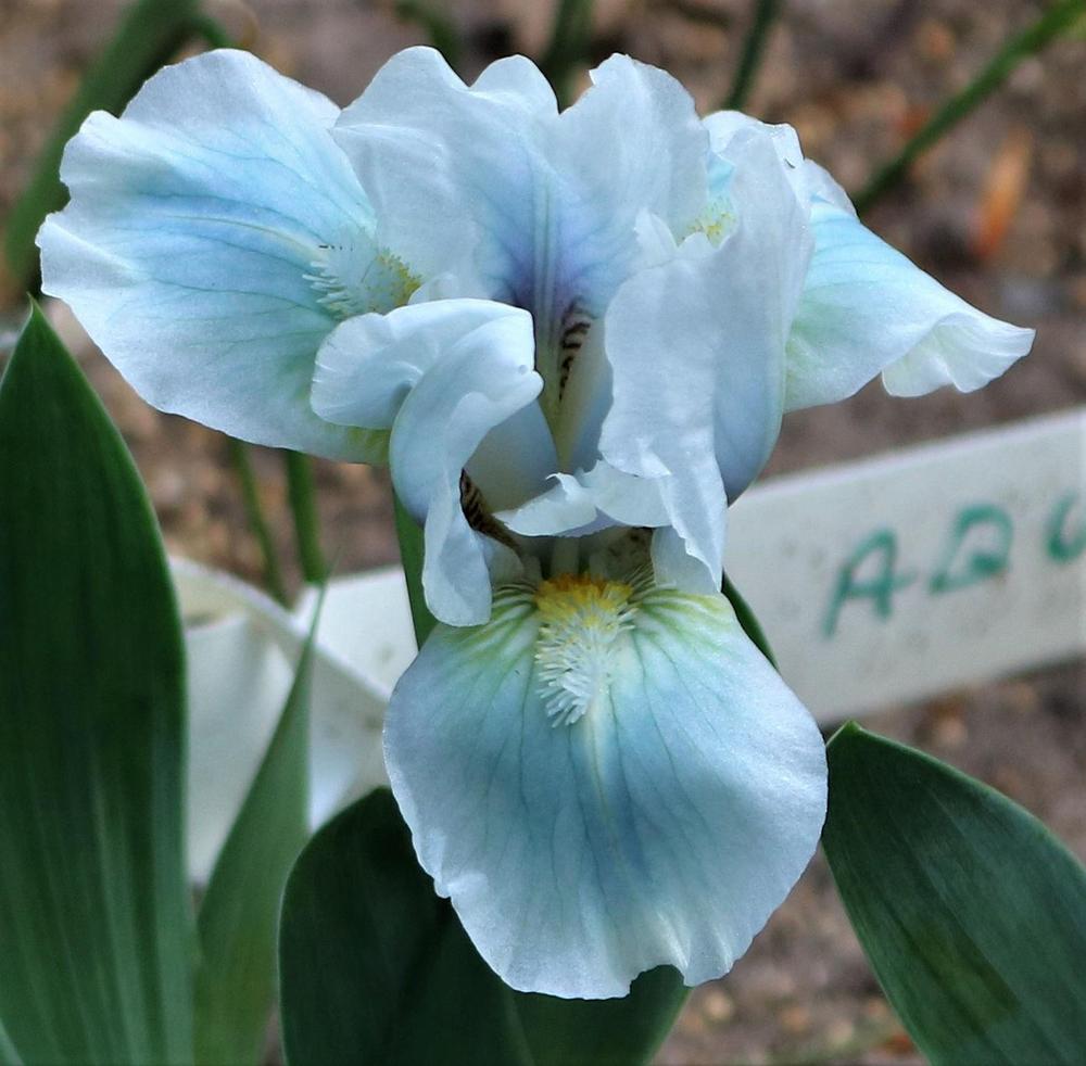 Photo of Standard Dwarf Bearded Iris (Iris 'Aqua') uploaded by MShadow