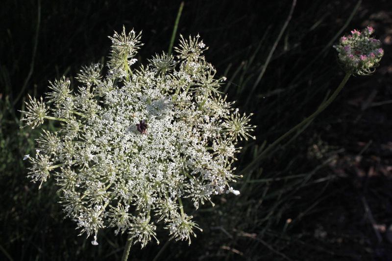 Photo of Queen Anne's Lace (Daucus carota) uploaded by RuuddeBlock